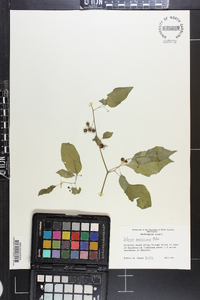 Solanum americanum image