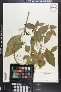 Solanum americanum image