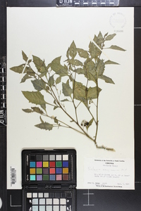 Solanum americanum image