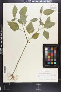 Solanum americanum image