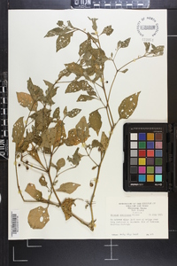 Solanum americanum image