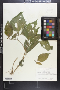 Solanum americanum image