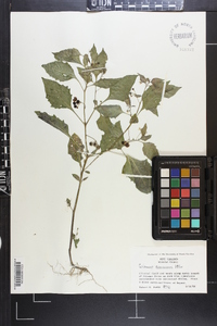 Solanum americanum image