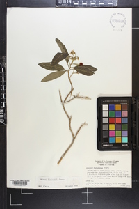 Solanum donianum image