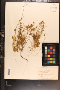 Cuscuta campestris image