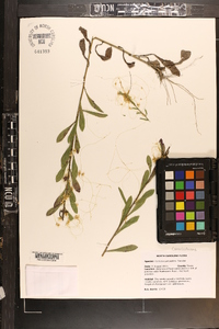 Cuscuta campestris image