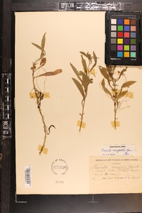 Cuscuta campestris image