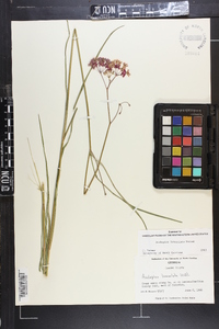 Asclepias lanceolata image