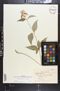 Asclepias quadrifolia image