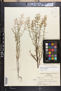 Dicerandra linearifolia image