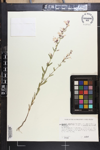 Dicerandra linearifolia var. robustior image