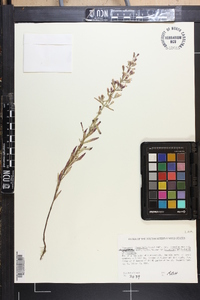 Dicerandra linearifolia var. robustior image