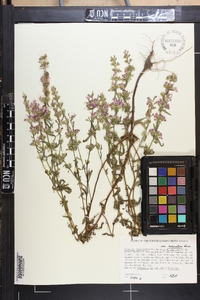 Dicerandra linearifolia image