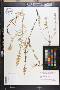 Dicerandra linearifolia var. robustior image