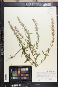 Dicerandra linearifolia image