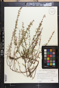 Dicerandra linearifolia image