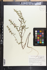 Dicerandra linearifolia image