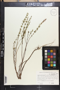 Dicerandra linearifolia image