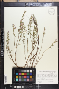 Dicerandra linearifolia image