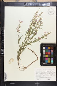 Dicerandra linearifolia image