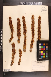 Conopholis americana image