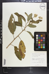 Solanum donianum image