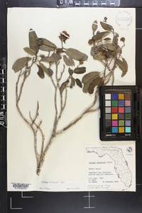 Solanum donianum image