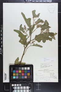 Solanum dimidiatum image