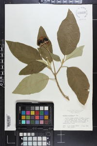 Solanum erianthum image