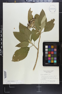 Solanum erianthum image