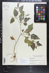 Solanum ptychanthum image