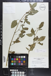 Solanum ptychanthum image