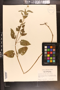 Acmella repens image