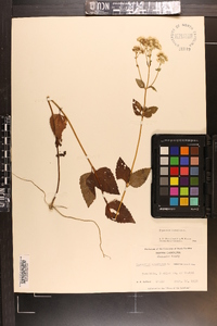 Ageratina aromatica image