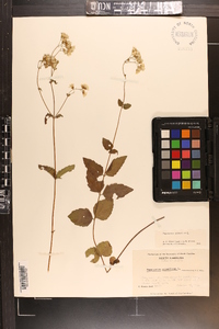 Ageratina aromatica image