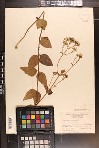 Ageratina aromatica image