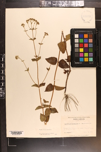 Ageratina aromatica image