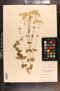 Ageratina aromatica image