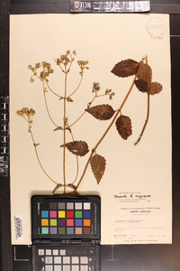 Ageratina aromatica image