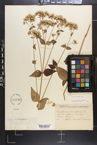 Ageratina aromatica image