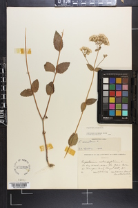 Ageratina aromatica image