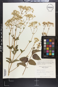 Ageratina aromatica image