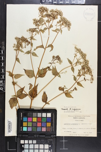 Ageratina aromatica image