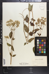 Ageratina aromatica image