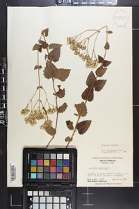 Ageratina aromatica image