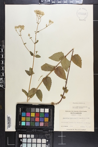 Ageratina aromatica image