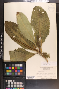 Vernonia acaulis image