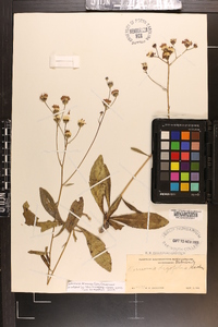 Vernonia acaulis image