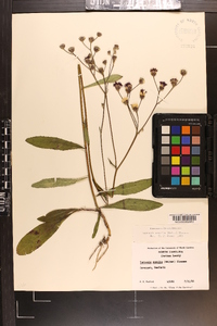 Vernonia acaulis image