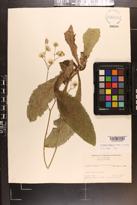 Vernonia acaulis image